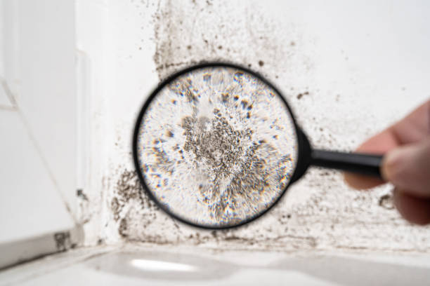 Why You Should Choose Our Mold Remediation Services in Derry, PA